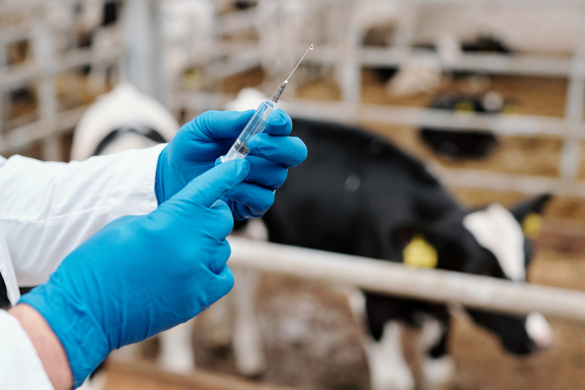 Российские вакцины для продуктивных животных пока уступают по качеству импортным, но постепенно вытесняют их с рынка