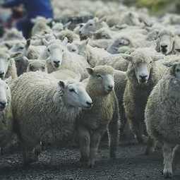 БИЗНЕС-ПЛАН: Создание овцеводческой фермы