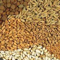 Бизнес-план: развитие торговли семенами