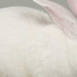БИЗНЕС-ПЛАН: строительство комплекса по промышленному выращиванию кроликов породы Hy-Cole