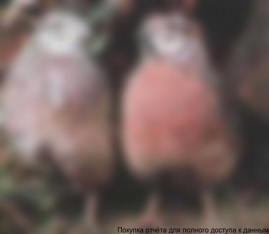 (род Coturnix coturnix) - птица семейства фазановых, отряда куриных. Он является самым мелким представителем отряда куриных. Длина его тела 16 - 20 см, масса - 80 - 150 г. Окрас оперения - коричневато - бурый, со светлыми пятнами и штрихами. У самцов окраска зоба и вокруг глаз - рыжая, у самок - более светлая. Это хорошо видно на Рис. 2.4 - на ней справа петушок-самец, слева - курочка-самочка.